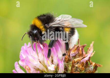 Hummel ist die Bestäubung pink clover Blume Stockfoto