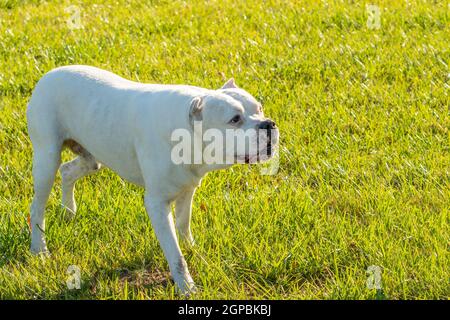 Gefährlicher Hund oder bösartiger Hund, weiß Pitbull auf dem Gras Stockfoto