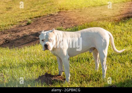 Gefährlicher Hund oder bösartiger Hund, weiß Pitbull auf dem grünen Rasen Stockfoto
