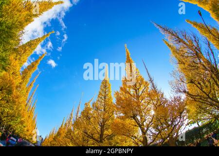 Ginkgo Schrein äußeren Garten Ginkgo Reihe von Bäumen. Aufnahmeort: Metropolregion Tokio Stockfoto
