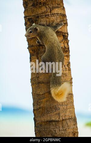 Pattaya Beach niedlichen Eichhörnchen (Thailand). Drehort: Königreich Thailand Stockfoto