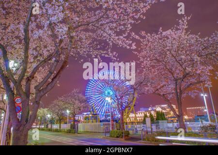 Sakura- und Cosmo-Uhr (Minato Mirai, Yokohama). Drehort: Präfektur kanagawa, Yokohama-Stadt Stockfoto