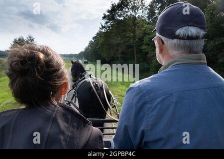 Das ältere Paar (von hinten gesehen) sitzt auf dem Kutschenwagen einer Pferdekutsche, die von einem schwarzen friesischen Pferd gezogen wird. Sie fahren durch den Wald Stockfoto