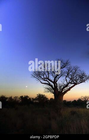 Monduntergang in der Nähe von Boab bei Sonnenaufgang, in der Nähe von Fitzroy Crossing, Region Kimberley, Westaustralien Stockfoto