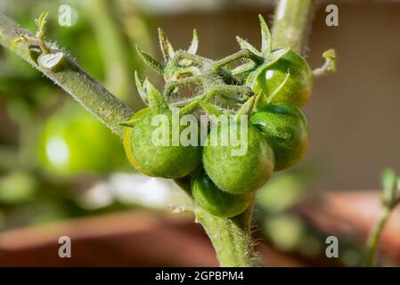 Frische unreife Bio-Tomaten (Solanum lycopersicum) wachsen im Garten Stockfoto