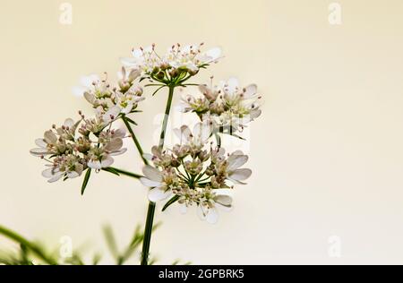 Koriander (Coriandrum sativum), auch Koriander oder chinesische Petersilie genannt, blüht. Stockfoto