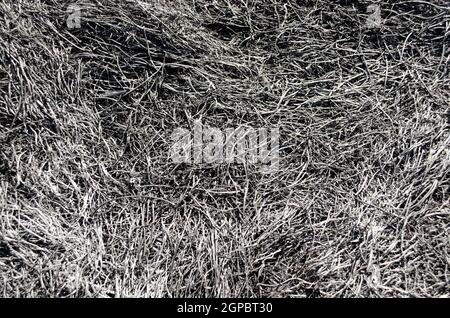 Hintergrund aus der Asche des verbrannten Grases. Pflanzen Sie Asche auf dem Feld, nachdem das Feuer brannte. Stockfoto