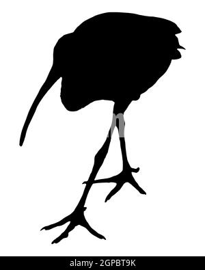 Schwarze Silhouette eines Roten Ibis auf weiss Stockfoto