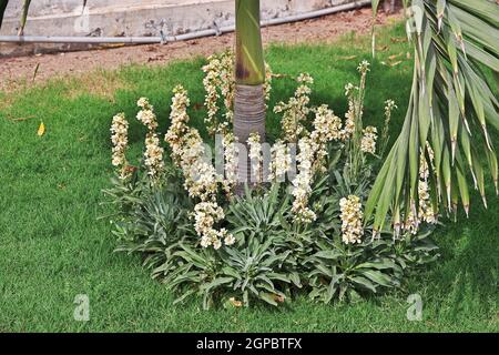 Der kleine Garten der Tooba Moschee in Karachi, Pakistan Stockfoto