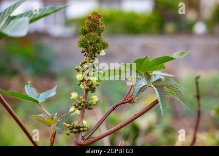 Castor (Ricinus communis) Ölpflanze, giftige Pflanze, Heilpflanze in Mauritius, Ostafrika Stockfoto