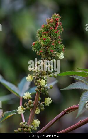 Castor (Ricinus communis) Ölpflanze, giftige Pflanze, Heilpflanze in Mauritius, Ostafrika Stockfoto