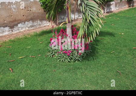 Der kleine Garten der Tooba Moschee in Karachi, Pakistan Stockfoto