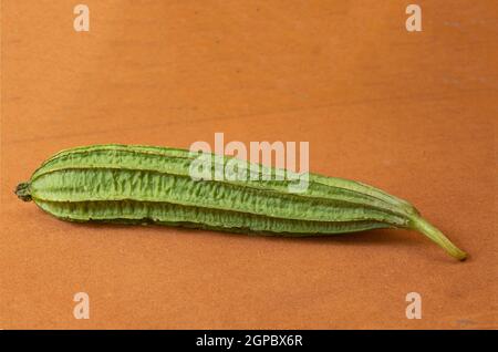 Luffa cylindrica, der Biskuitkürbis, ägyptische Gurke oder vietnamesische Luffa. Stockfoto