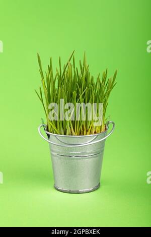 Frühling frisches Gras wächst in kleinen unlackierten Silber Metall Eimer, Nahaufnahme über grünem Papier Hintergrund, niedrigen Winkel Seitenansicht Stockfoto