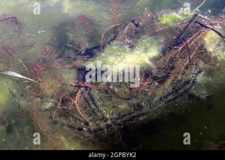 Laichschnüre einer Erdkröte (Bufo bufo) im Gartenteich, Deutschland, Nordrhein-Westfalen, Weilerswist Stockfoto