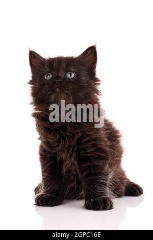 Porträt eines schwarzen langhaarigen Kätzchens, das auf weißem Hintergrund sitzt und aufschaut. Nahaufnahme. Stockfoto