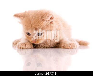 Die rothaarige kleine Katze lügt und schaut auf seine Spiegelung auf weißem Hintergrund. Stockfoto