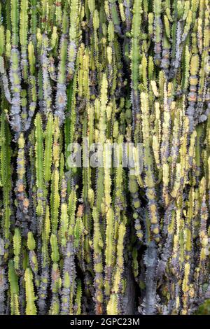 Der Kandelaber (Euphorbia candelabrum) ist ein saftiger Strauch, der in Ostafrika endemisch ist. Stockfoto