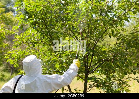 Landwirt spritzen giftige Pestizide und Insektizide in Obstplantage Stockfoto