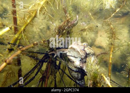 Erdkröten-Paar (Bufo bufo) beim Laichen zwischen Ähren-Tausendblatt (Myriophyllum spicatum) im Gartenteich, Deutschland, Nordrhein-Westfalen, Weilersw Stockfoto