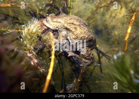 Erdkröten-Paar (Bufo bufo) beim Laichen zwischen Ähren-Tausendblatt (Myriophyllum spicatum) im Gartenteich, Deutschland, Nordrhein-Westfalen, Weilersw Stockfoto