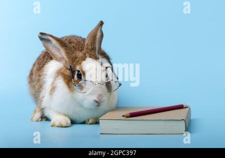 Niedliches Kaninchen mit Brille neben dem braunen Buch auf blauem Hintergrund. Bunny Studium und Lesen eines Buches, Bildungskonzept. Stockfoto