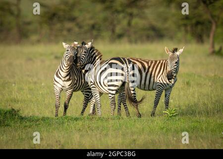 Zwei Ebenen Zebra spielen Kampf durch Fohlen Stockfoto