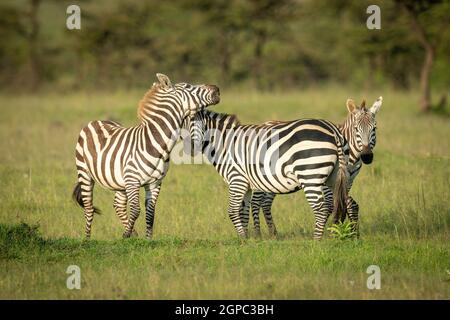 Zwei Ebenen Zebras spielen Kampf um Fohlen Stockfoto