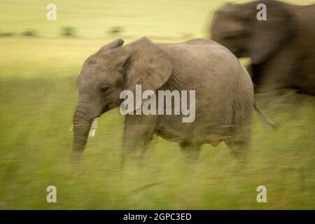 Langsame Pfanne des jungen afrikanischen Buschelefanten Stockfoto