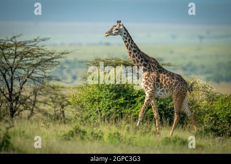 Masai Giraffe spaziert im Sonnenschein zwischen Büschen Stockfoto