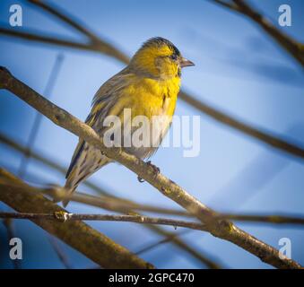 Männlich black-headed Goldfinch sitzen auf einem Zweig Stockfoto