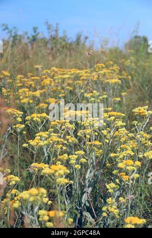 Artemisia absinthium blüht im Sommerfeld. Viele gelbe Blüten von Artemisia absinthium. Blüte der Kräuterpflanze aus der Nähe. Wermutblumen macr Stockfoto