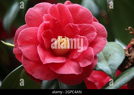 Tiefrosa Kamelie, Camellia japonica, Blume vollständig geöffnet mit einem dunklen Hintergrund von Blättern. Stockfoto