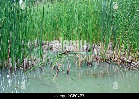 Herde Karauschen, die im Wasser des Teiches zwischen den Dickichten der Stöcke schwimmen. Fischschwärme schwimmt im Fluss. Flusskreuzkarpfen schwimmen im See. Fische in Stockfoto