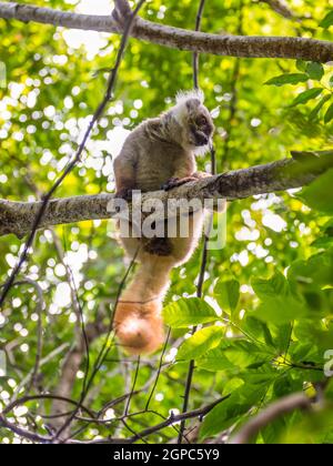 Lemur in ihrem natürlichen Lebensraum, strenges Naturreservat Lokobe in Nosy Be, Madagaskar, Afrika Stockfoto