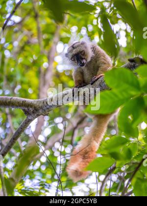 Porträt von Lemur Blick auf strenges Naturreservat Lokobe in Nosy Be, Madagaskar, Afrika hautnah Stockfoto