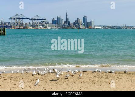 Skyline von Auckland mit Hafen, eine große Stadt auf der Nordinsel Neuseelands Stockfoto