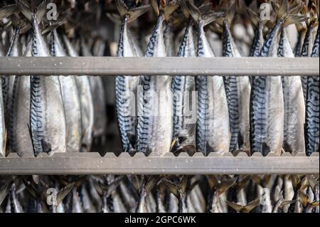 Makrele hängt in einem speziellen Metallbehälter. Der Fisch wird für den Rauchprozess vorbereitet Stockfoto