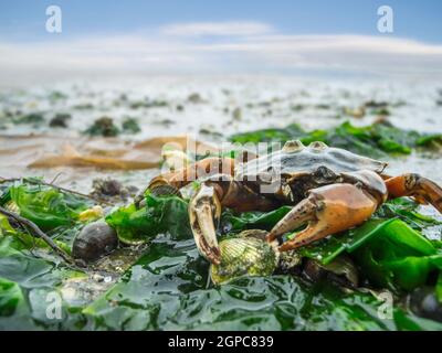 Nahaufnahme einer gemeinen Strandkrabbe (Carcinus maenas), die leblos auf grünen Algen im norddeutschen Wattenmeer gestrandet ist. Stockfoto