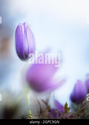 Pasque Blume im Frühling Stockfoto