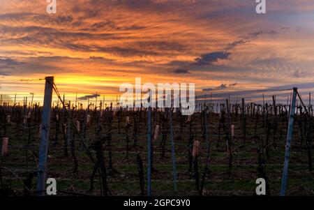 Sonnenwolken auf einem Weinberg im Burgenland Stockfoto