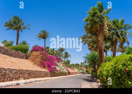 Leere Straße, bunte Blumen und Palmen auf der Straße von Ägypten in Sharm El Sheikh Stockfoto