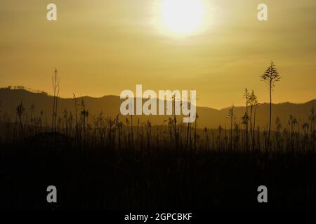 Japanische Pampas Gras Felder und die Sonne. Aufnahmeort: Präfektur Miyagi Yamamoto-Cho Stockfoto