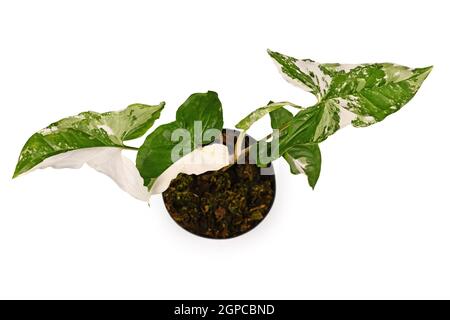 Draufsicht auf die exotische Hauspflanze „Syngonium Podophyllum Variegata“ mit weißen Flecken im Blumentopf auf weißem Hintergrund Stockfoto