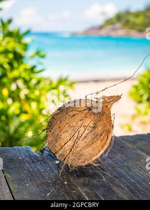 Braune Kokosnuss auf dem alten Holztisch mit wilden Strand Hintergrund weichzeichnen Stockfoto
