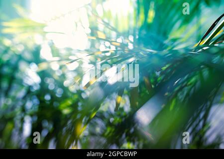 Grüne Palmenblätter mit Bokeh-Fotoeffekt. Hochwertige Fotos Stockfoto