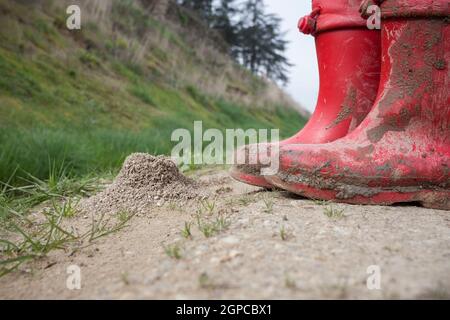 Kleiner Junge trägt rote schlammige Regenstiefel. Er steht in der Nähe Stockfoto