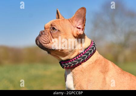 Porträt eines roten französischen Bulldoggen-Hundes mit handgefertigtem Halsband aus Parakord Stockfoto