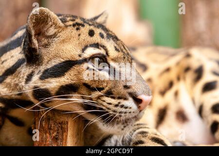 Nahaufnahme eines Ozelots - Leopardus pardalis - auf einem Ast. Die wilde Katze starrt weg von der Kamera. Hochwertige Fotos Stockfoto