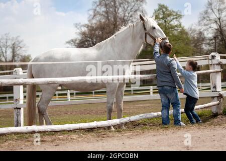 Weißes Pferd mit Jungen und weichem Griff, Tschechische Republik Stockfoto